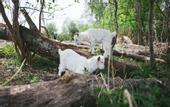 Туры в отель «Сорока» парк-отель (бывш. «Парк Сказов»)