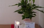 Туры в отель Giardino Giusti House & Court
