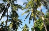 Туры в отель Trawangan Oasis