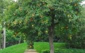 Туры в отель Venicegreen Agriresort