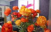 Туры в отель Hotel Consentido
