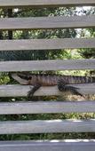 Туры в отель Discovery Parks - Lane Cove