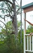 Туры в отель Discovery Parks - Lane Cove