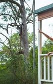 Туры в отель Discovery Parks - Lane Cove