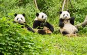 Туры в отель Holiday Inn Express CHENGDU XINDU by IHG