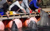 Туры в отель Hotel Urashima