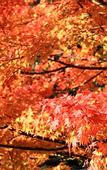 Туры в отель Twin-Line Hotel Karuizawa Japan
