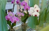 Туры в отель Abalon Hotel Ideal