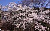 Туры в отель Ohara no Sato