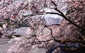 Туры в отель Ohara no Sato