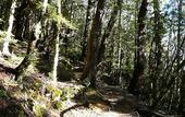 Туры в отель Alpine Lodge