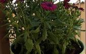 Туры в отель B&B Sogni d'oro
