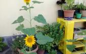 Туры в отель The Yellow House