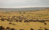 Туры в отель AA Lodge Masai Mara