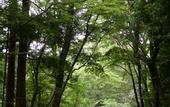Туры в отель Hakone Retreat Fore