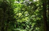 Туры в отель Hakone Retreat Fore