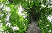 Туры в отель Hakone Retreat Fore