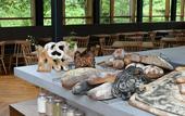 Туры в отель Hakone Retreat Fore