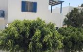 Туры в отель Milos Hotel