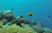 Туры в отель Acqua Blu Rasdhoo