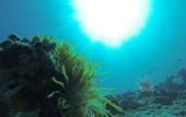 Туры в отель Acqua Blu Rasdhoo