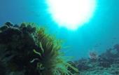 Туры в отель Acqua Blu Rasdhoo