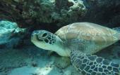 Туры в отель Acqua Blu Rasdhoo