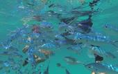 Туры в отель Acqua Blu Rasdhoo