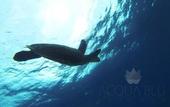 Туры в отель Acqua Blu Rasdhoo