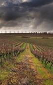 Туры в отель Asara Wine Estate & Hotel