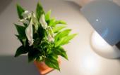 Туры в отель Hotel Florjanckov Hram