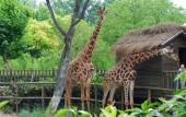 Туры в отель Shanghai Qike boutique home stay