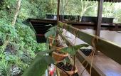 Туры в отель Rupa Rupa High Jungle Eco B&B