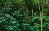 Туры в отель Rupa Rupa High Jungle Eco B&B