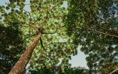 Туры в отель Rupa Rupa High Jungle Eco B&B