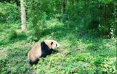 Туры в отель Ibis Hotel (Chengdu Wide and Narrow Alleys Central Hotel)