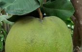 Туры в отель Green Grapefruit Villa