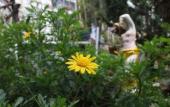 Туры в отель Homestay VuonTung (Pine Garden)