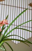 Туры в отель Hinodeya Ryokan