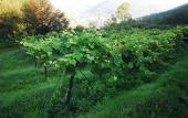 Туры в отель Agriturismo Al Marnich