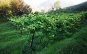 Туры в отель Agriturismo Al Marnich