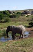 Туры в отель Bukela Game Lodge Amakhala Game Reserve