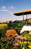 Туры в отель Bukela Game Lodge Amakhala Game Reserve