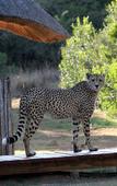Туры в отель Bukela Game Lodge Amakhala Game Reserve