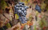 Туры в отель Borgo Scopeto Wine & Country Relais