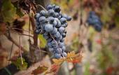 Туры в отель Borgo Scopeto Wine & Country Relais