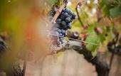 Туры в отель Borgo Scopeto Wine & Country Relais