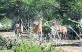 Туры в отель Hotel Rurale Orti di Nora & SPA