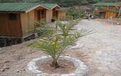 Туры в отель Tree Houses