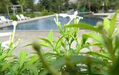 Туры в отель Pai Iyara Resort